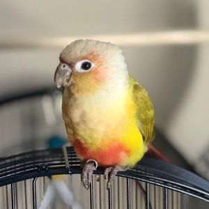 Meet your Posher, Evelyn